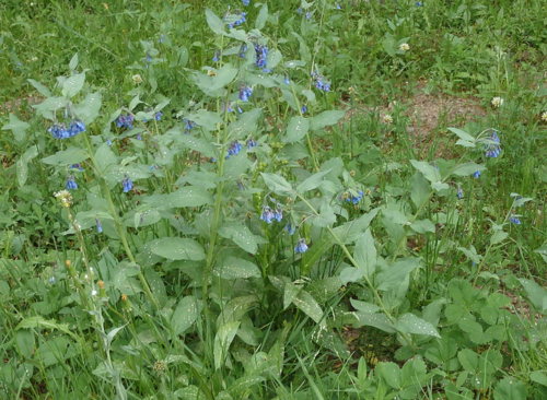 GDMBR: Blue Penstemon, wet with the previous rain's water drops on the leaves.
